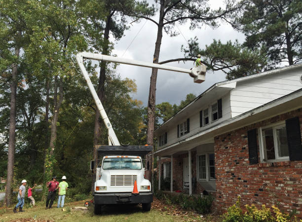 Best Utility Line Clearance  in Itta Bena, MS