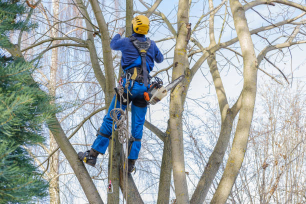 Best Storm Damage Tree Cleanup  in Itta Bena, MS