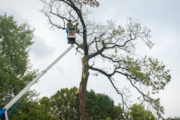 Best Fruit Tree Pruning  in Itta Bena, MS