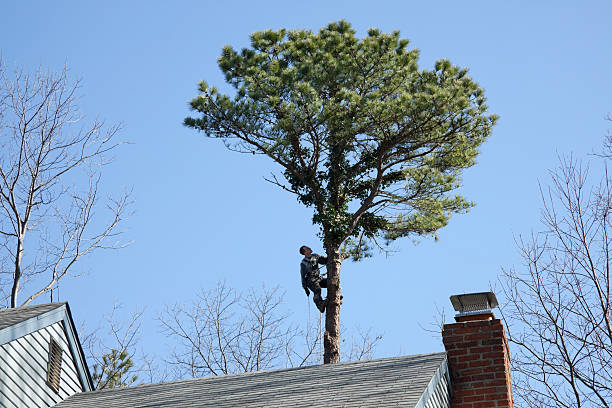 Best Commercial Tree Services  in Itta Bena, MS