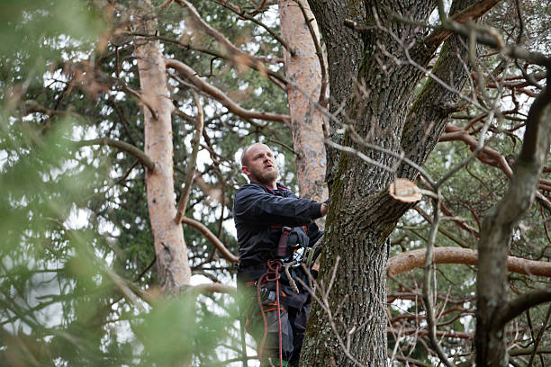 Best Tree Removal  in Itta Bena, MS